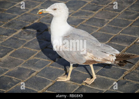 Möwe auf einer gepflasterten Straße in einem der Plätze von Rom, Italien Stockfoto