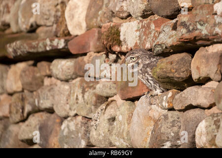 Kleine Eule in Stein Wand Stockfoto