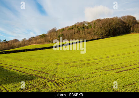 Reihen von frisch gekeimten Wintergerste in einem hellen grünen sonnigen Feld in Irland Stockfoto