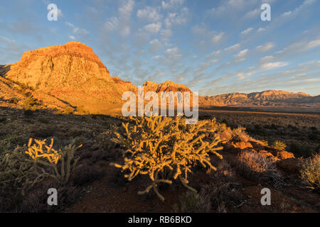 Cholla Cactus und Sandstein gipfeln in der Dämmerung Licht im Red Rock Canyon National Conservation Area. Ein beliebtes natürliches Gebiet 20 km von Las Vegas, Nevada Stockfoto