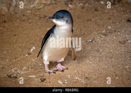 Die Fairy Pinguin ist der kleinste Pinguin Stockfoto