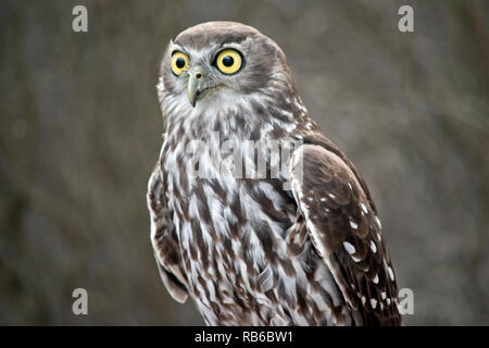 Dies ist eine Nahaufnahme eines Barking Owl Stockfoto