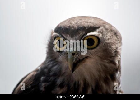 Dies ist eine Nahaufnahme eines Barking Owl Stockfoto