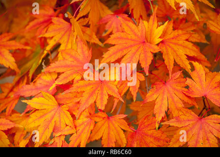 Orange und rote Japanische Ahornblätter angezeigte Farben des Herbstes, Füllung der Rahmen Stockfoto