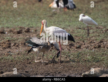 Yellow-billed Stork (mycteria Ibis) mit Jungen Stockfoto