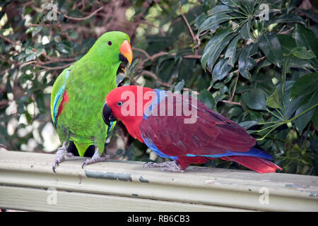 Die beiden eclectus Parrots umwerben Die männlichen ist grün und das Weibchen ist rot Stockfoto