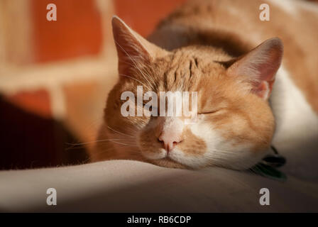 Eine rothaarige Katze schlafend auf einem Futon im Sonnenlicht durch ein Fenster mit einem Ziegelstein Wand Hintergrund Stockfoto