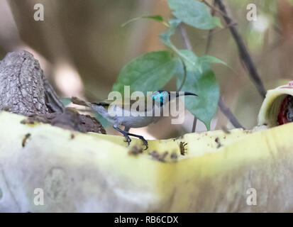 Grün - vorangegangen Sunbird (Cyanomitra Verticalis) Stockfoto