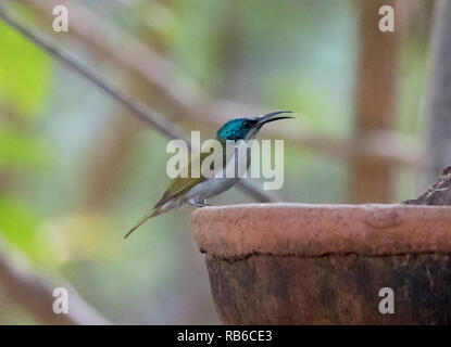 Grün - vorangegangen Sunbird (Cyanomitra Verticalis) Stockfoto