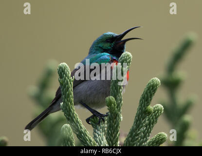 Südliche Doppel-collared Sunbird (Cinnyris chalybeus) Stockfoto