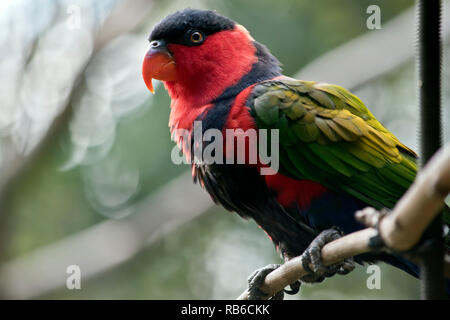 Die schwarze bedeckte lory ist auf einem Ast sitzend Stockfoto