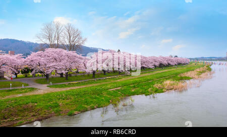 Voller Blüte Cherryblossom Sakura bei Kitakami Tenshochi Park in Kitakami, Iwate, Japan Iwate, Japan - 22 April 2018: kitakami Tenshochi Park von Stockfoto