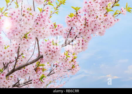Voller Blüte Cherryblossom Sakura bei Kitakami Tenshochi Park in Kitakami, Iwate, Japan Iwate, Japan - 22 April 2018: kitakami Tenshochi Park von Stockfoto