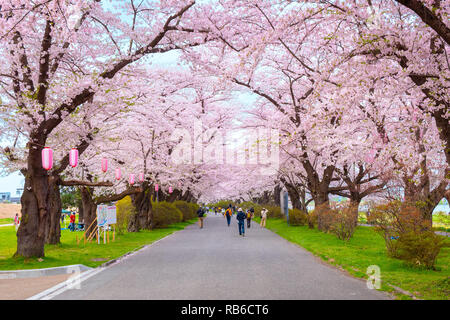 Voller Blüte Cherryblossom Sakura bei Kitakami Tenshochi Park in Kitakami, Iwate, Japan Iwate, Japan - 22 April 2018: kitakami Tenshochi Park von Stockfoto