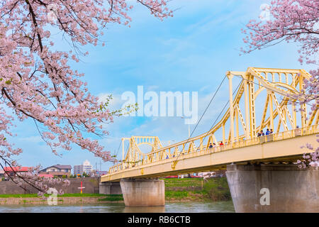 Voller Blüte Cherryblossom Sakura bei Kitakami Tenshochi Park in Kitakami, Iwate, Japan Iwate, Japan - 22 April 2018: kitakami Tenshochi Park von Stockfoto