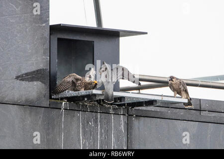 Wanderfalke (FALCO PEREGRINUS) Zucht im Nistkasten auf ABN-AMRO Gebäude im Geschäftsviertel Zuidas, Vater Beute bringt. Amsterdam, die nethe Stockfoto