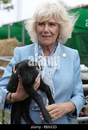 Die Herzogin von Cornwall, Präsident der Süden Englands zeigen, hält ein Lamm bei einer Tour durch die Show in der Show Boden in der Nähe von Ardingly, West Sus Stockfoto