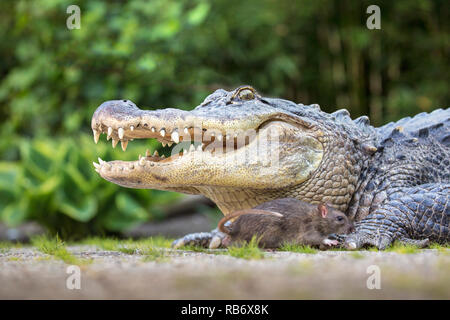 Die Niederlande, Amsterdam, Alligator gehalten als Haustier und braune Ratte (Rattus norvegicus). Stockfoto