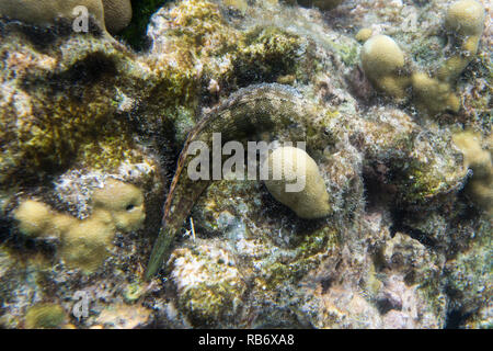 Ein kleiner Fisch im Meer der Togian Inseln, Sulawesi Stockfoto