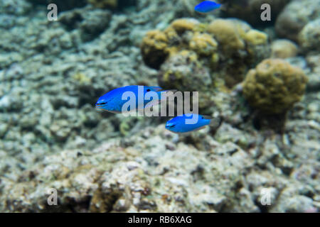 Kleine blaue Fisch in Sulawesi Togian Inseln, Stockfoto