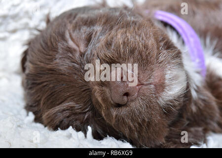 Sprocker Spaniel Welpen in der Nähe von Fotos Stockfoto