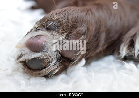 Sprocker Spaniel Welpen in der Nähe von Fotos Stockfoto