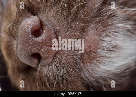 Sprocker Spaniel Welpen in der Nähe von Fotos Stockfoto