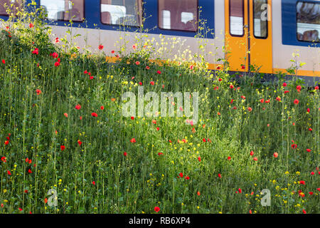 Die Niederlande, Amsterdam, in der Nähe von Central Station. Zug fährt Hang mit Sommerblumen. Wilde Blumen. Stockfoto