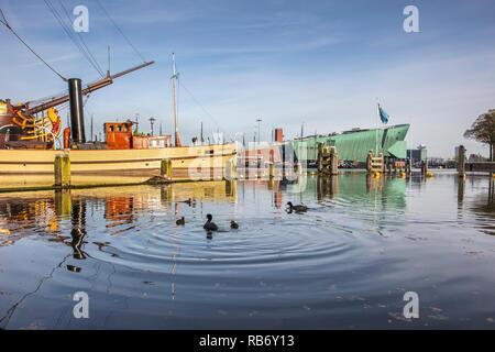 Die Niederlande, Amsterdam, Familie der Eurasischen blässhuhn oder gemeinsamen Blässhuhn (Fulica atra) in der Nähe des Scheepvaartmuseum und NEMO Museum. Stockfoto