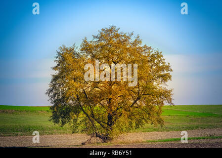 Herbst Landschaft, isolierten Baum mit herbstlichen Laub mitten auf einem Feld/Wiese unter blauen sonnigen Himmel Stockfoto