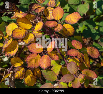 Saisonale Herbst Blumen buntes Laub Bild von Herbst black Blätter in Gelb, Rot, Orange, Grün, Braun auf Grün Natur Hintergrund Stockfoto