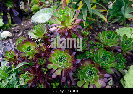 Aeonium arboreum Zwartkop, Aeonium arboreum atropurpureum var Schwarzkopf, saftig, Sukkulenten, Mix, Gemischt, Display, Garten, RM Floral Stockfoto