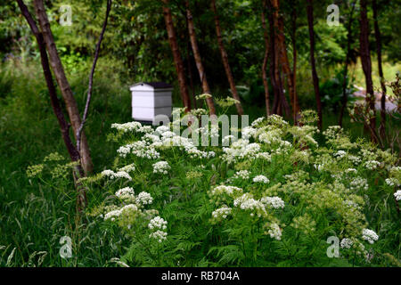 Anthriscus sylvestris, Kuh Petersilie wilder Kerbel, weißen Holzmöbeln Bienenstock, Holz, Wald, Schatten, Schatten, Schatten, Garten, Gartenarbeit, Natur, wild, RM Floral Stockfoto