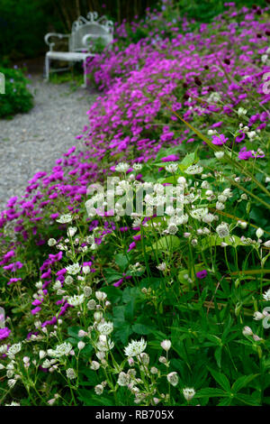 Astrantia Bo Ann, Geranium Anne Thomson, magenta, pink, weiss, Blumen, Blume, Blüte, Mix, Gemischt, Kombination, mehrjährig, Bett, Grenze, weiße schmiedeeiserne benc Stockfoto