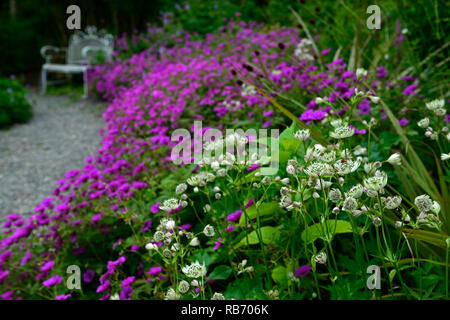 Astrantia Bo Ann, Geranium Anne Thomson, magenta, pink, weiss, Blumen, Blume, Blüte, Mix, Gemischt, Kombination, mehrjährig, Bett, Grenze, weiße schmiedeeiserne benc Stockfoto