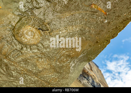 Landschaft Foto von unten Klippe Überhang an Ammonit Körper fossilen bei Kimmeridge Bay, Dorset, Großbritannien konzentriert. Stockfoto