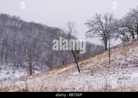 Die Wiese, Bäume und Hügel der Pleasant Valley Conservancy im südlichen Wisconsin. Stockfoto