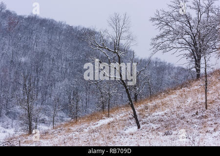 Die Wiese, Bäume und Hügel der Pleasant Valley Conservancy im südlichen Wisconsin. Stockfoto