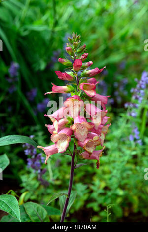 Digitalis x valinii digitalis Beleuchtung Beleuchtung Pink, Rosa, Fingerhut, Fingerhut, Garten, Blume, Blumen, Blüte Spike, RM Floral Stockfoto