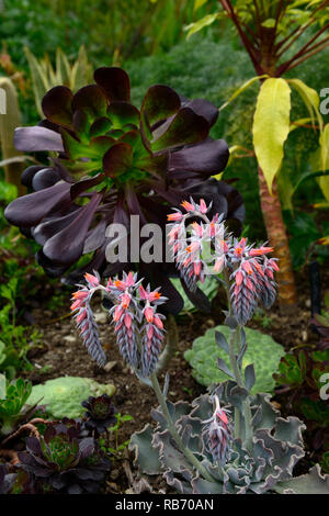 Echeveria Cheyenne, Aeonium arboreum Zwartkop, Aeonium arboreum atropurpureum var Schwarzkopf, saftig, Sukkulenten, Mix, Gemischt, Display, Garten, RM Floral Stockfoto