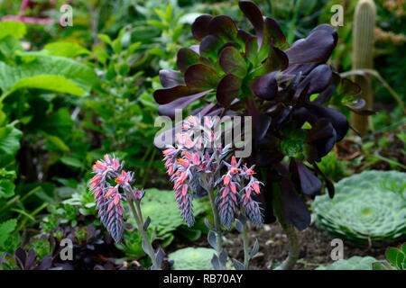 Echeveria Cheyenne, Aeonium arboreum Zwartkop, Aeonium arboreum atropurpureum var Schwarzkopf, saftig, Sukkulenten, Mix, Gemischt, Display, Garten, RM Floral Stockfoto