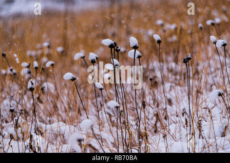 Prairie Pflanzen der Pleasant Valley Conservancy im südlichen Wisconsin. Stockfoto