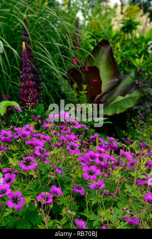 Geranium Anne Thomson, Geranium procurrens x Geranium psilostemon, Ensete ventricosum Maurelii, magenta, Blume, Blumen, Blüte, Lila leaf Banan Stockfoto