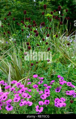 Geranium Anne Thomson, Sanguisorba officinalis Red Thunder, magenta, Pink, Lila, Blüte, Blumen, Blüte, mehrjährig, Mix, Gemischt, Kombination, Bett, Grenze, RM F Stockfoto