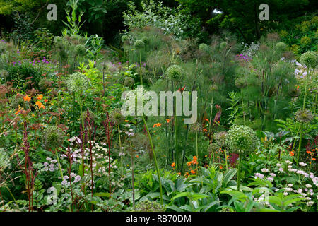 Allium Samenköpfe, Foeniculum vulgare, blühende Fenchel, astrantia bo Ann, Mix, Gemischt, Kombination, Bett, Grenze, Blätter, Laub, Garten, Gärten, RM Floral Stockfoto