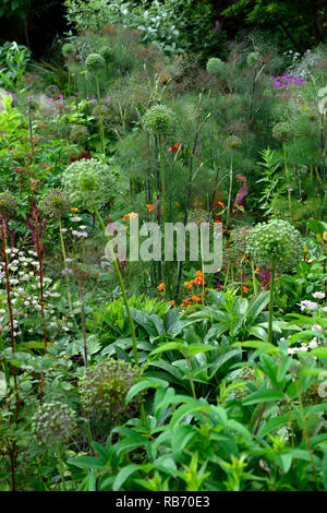 Allium Samenköpfe, Foeniculum vulgare, blühende Fenchel, astrantia bo Ann, Stipa elegantissima, Astilbe chinensis var taquetii Purpurlanze, canna Durban, Mischung Stockfoto