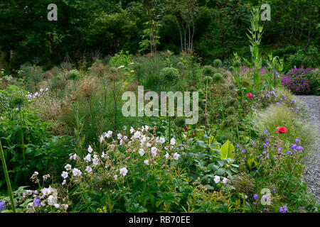 Allium Samenköpfe, Foeniculum vulgare, blühende Fenchel, Geranium, Mix, Gemischt, Kombination, Bett, Grenze, Blätter, Laub, Garten, Gärten, RM Floral Stockfoto