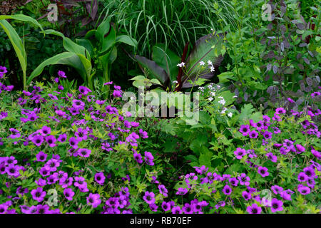 Geranium Anne Thomson, Canna, magenta, Pink, Lila, Blüte, Blumen, Blüte, mehrjährig, Mix, Gemischt, Kombination, exotischen, tropischen Feeling, das Bett, die Grenze RM Floral Stockfoto