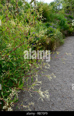 Persicaria campanulata, weniger Knöterich, rote Stiele, rote, weiße Blüten, Blütezeit, mehrjährig, sumemr, RM floral Stockfoto
