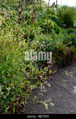 Persicaria campanulata, weniger Knöterich, rote Stiele, rote, weiße Blüten, Blütezeit, mehrjährig, Sommer, RM floral Stockfoto